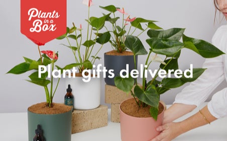 Plants In a Box